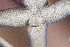  (Pseudotrapelus - FLI.0351)  @11 [ ] c  Unspecified Unspecified