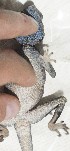  ( - FLI.0351)  @11 [ ] c  Unspecified Unspecified