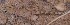  ( - FLI.0438)  @11 [ ] c  Unspecified Unspecified