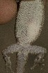  ( - FLI.0603)  @11 [ ] c  Unspecified Unspecified
