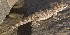  ( - FLI.0603)  @11 [ ] c  Unspecified Unspecified
