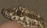  ( - FLI.0603)  @11 [ ] c  Unspecified Unspecified