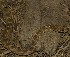  ( - FLI.0626)  @11 [ ] c  Unspecified Unspecified