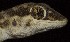  ( - FLI.0631)  @11 [ ] c  Unspecified Unspecified