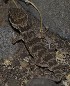  ( - FLI.0631)  @11 [ ] c  Unspecified Unspecified