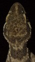  ( - FLI.0631)  @11 [ ] c  Unspecified Unspecified