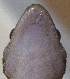  ( - FLI.0755)  @11 [ ] c  Unspecified Unspecified
