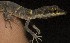  (Tropiocolotes yomtovi - FLI.0758)  @11 [ ] c  Unspecified Unspecified