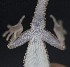  ( - FLI.0790)  @11 [ ] c  Unspecified Unspecified