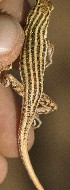  ( - FLI.0810)  @11 [ ] c  Unspecified Unspecified