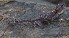  ( - FLI.0847)  @11 [ ] c  Unspecified Unspecified