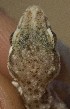  ( - FLI.0863)  @11 [ ] c  Unspecified Unspecified