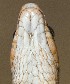  ( - FLI.0933)  @11 [ ] c  Unspecified Unspecified