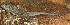  ( - FLI.0942)  @11 [ ] c  Unspecified Unspecified