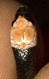  ( - FLI.0956)  @11 [ ] c  Unspecified Unspecified