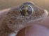  ( - FLI.0986)  @11 [ ] c  Unspecified Unspecified
