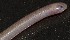  ( - FLI.1142)  @11 [ ] c  Unspecified Unspecified