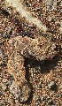  (Psammophiinae - FLI.1184)  @11 [ ] c  Unspecified Unspecified