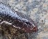  (Atractaspis engaddensis - JCB.0032)  @11 [ ] c  Unspecified Unspecified