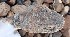  (Echis coloratus - JCB.0037)  @11 [ ] c  Unspecified Unspecified