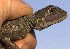  ( - FLI.0175)  @11 [ ] c  Unspecified Unspecified