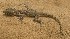  ( - FLI.0222)  @11 [ ] c  Unspecified Unspecified