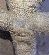  (Pseudotrapelus sinaitus - MLA.0124)  @11 [ ] c  Unspecified Unspecified