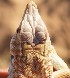  ( - MLA.0074)  @11 [ ] c  Unspecified Unspecified