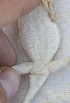  (Trapelus agnetae - FLI.0200)  @11 [ ] c  Unspecified Unspecified