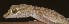  ( - FLI.0178)  @11 [ ] c  Unspecified Unspecified