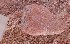  ( - JCB.0138)  @11 [ ] c  Unspecified Unspecified