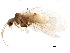  ( - BIOUG34592-G12)  @11 [ ] CreativeCommons - Attribution (2017) CBG Photography Group Centre for Biodiversity Genomics