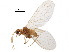  ( - BIOUG34592-H01)  @11 [ ] CreativeCommons - Attribution (2017) CBG Photography Group Centre for Biodiversity Genomics
