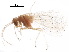  (Helicoconis hirtinervis - BIOUG34592-H02)  @11 [ ] CreativeCommons - Attribution (2017) CBG Photography Group Centre for Biodiversity Genomics