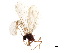  (Helicoconis pseudolutea - BIOUG34592-H05)  @11 [ ] CreativeCommons - Attribution (2017) CBG Photography Group Centre for Biodiversity Genomics