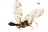  ( - BIOUG34593-A09)  @11 [ ] CreativeCommons - Attribution (2017) CBG Photography Group Centre for Biodiversity Genomics