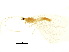  (Chrysopa nigricostata - BIOUG34593-D03)  @11 [ ] CreativeCommons - Attribution (2017) CBG Photography Group Centre for Biodiversity Genomics