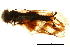  (Libelloides macaronius - BIOUG34594-D04)  @11 [ ] CreativeCommons - Attribution (2017) CBG Photography Group Centre for Biodiversity Genomics