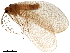  ( - BIOUG36799-H11)  @11 [ ] CreativeCommons - Attribution (2018) CBG Photography Group Centre for Biodiversity Genomics