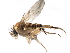  (Apocephalus rugosus - BIOUG27991-B02)  @14 [ ] CreativeCommons - Attribution (2016) CBG Photography Group Centre for Biodiversity Genomics