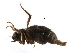  (Puliciphora glacialis - BIOUG27991-C01)  @11 [ ] CreativeCommons - Attribution (2016) CBG Photography Group Centre for Biodiversity Genomics