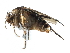  ( - BIOUG27991-E12)  @13 [ ] CreativeCommons - Attribution (2016) CBG Photography Group Centre for Biodiversity Genomics
