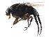  (Borophaga clavata - BIOUG27991-H05)  @15 [ ] CreativeCommons - Attribution (2016) CBG Photography Group Centre for Biodiversity Genomics