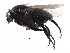  ( - BIOUG27991-H08)  @11 [ ] CreativeCommons - Attribution (2016) CBG Photography Group Centre for Biodiversity Genomics