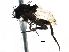  ( - BIOUG28751-A10)  @11 [ ] CreativeCommons - Attribution (2016) CBG Photography Group Centre for Biodiversity Genomics