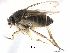  (Beckerina luteola - BIOUG28751-B05)  @11 [ ] CreativeCommons - Attribution (2016) CBG Photography Group Centre for Biodiversity Genomics