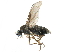  ( - BIOUG28751-C02)  @14 [ ] CreativeCommons - Attribution (2016) CBG Photography Group Centre for Biodiversity Genomics
