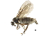  (Gymnophora subarcuata - BIOUG28751-C03)  @15 [ ] CreativeCommons - Attribution (2016) CBG Photography Group Centre for Biodiversity Genomics
