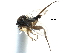  ( - BIOUG28751-D12)  @13 [ ] CreativeCommons - Attribution (2016) CBG Photography Group Centre for Biodiversity Genomics
