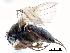  ( - BIOUG28751-G04)  @11 [ ] CreativeCommons - Attribution (2016) CBG Photography Group Centre for Biodiversity Genomics